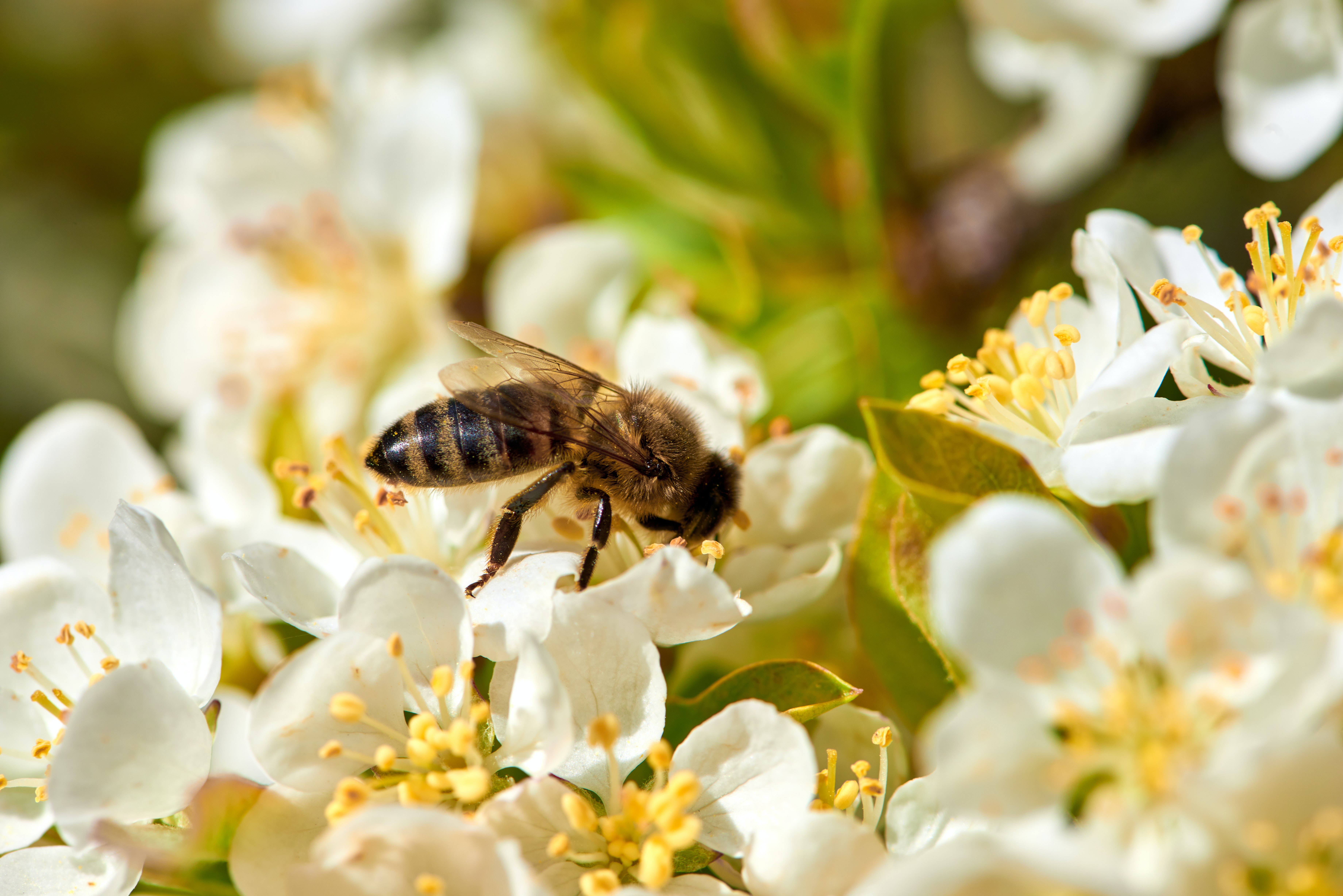 Bee on flower